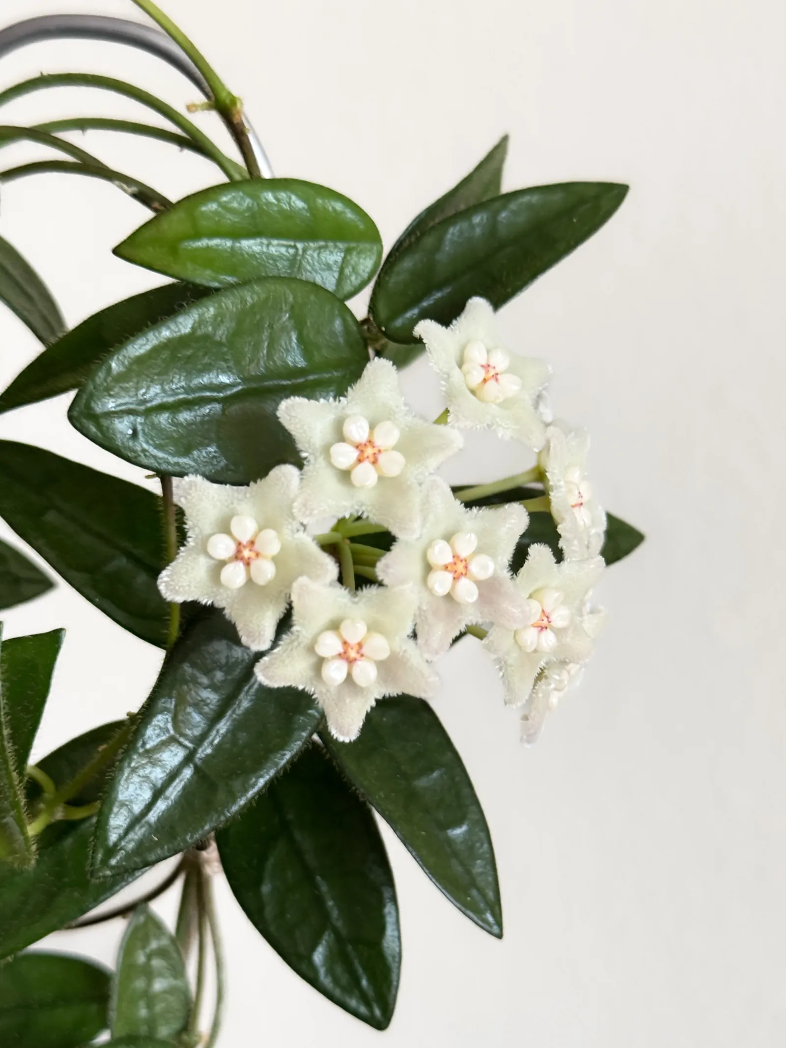 Hoya Lyi Europe